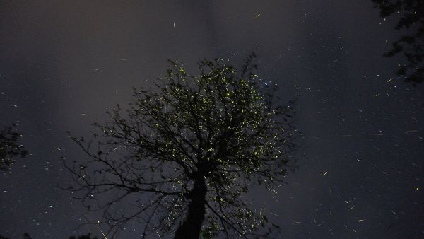 firefly