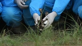 floricans gujarat forest department