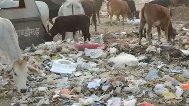 garbage piling in Mohali