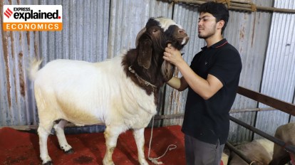 https://images.indianexpress.com/2023/11/goat-milk.jpg?w=414