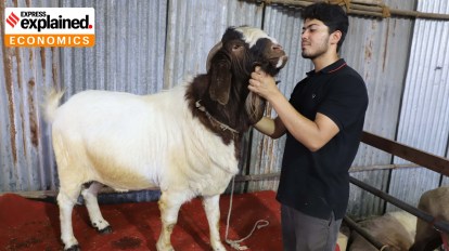 E-Commerce In India Now Includes Goat Sales