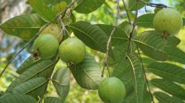 guava compensation scam