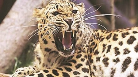 12 deaths in 5 years | Rise in hit-and-run leopard deaths: Forest dept launches awareness drive in Valsad