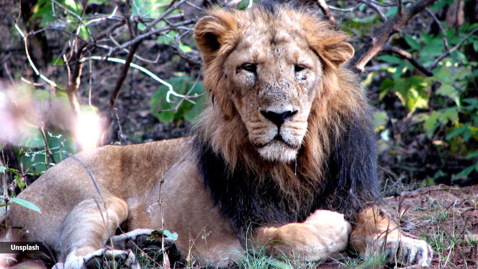 india lion safari