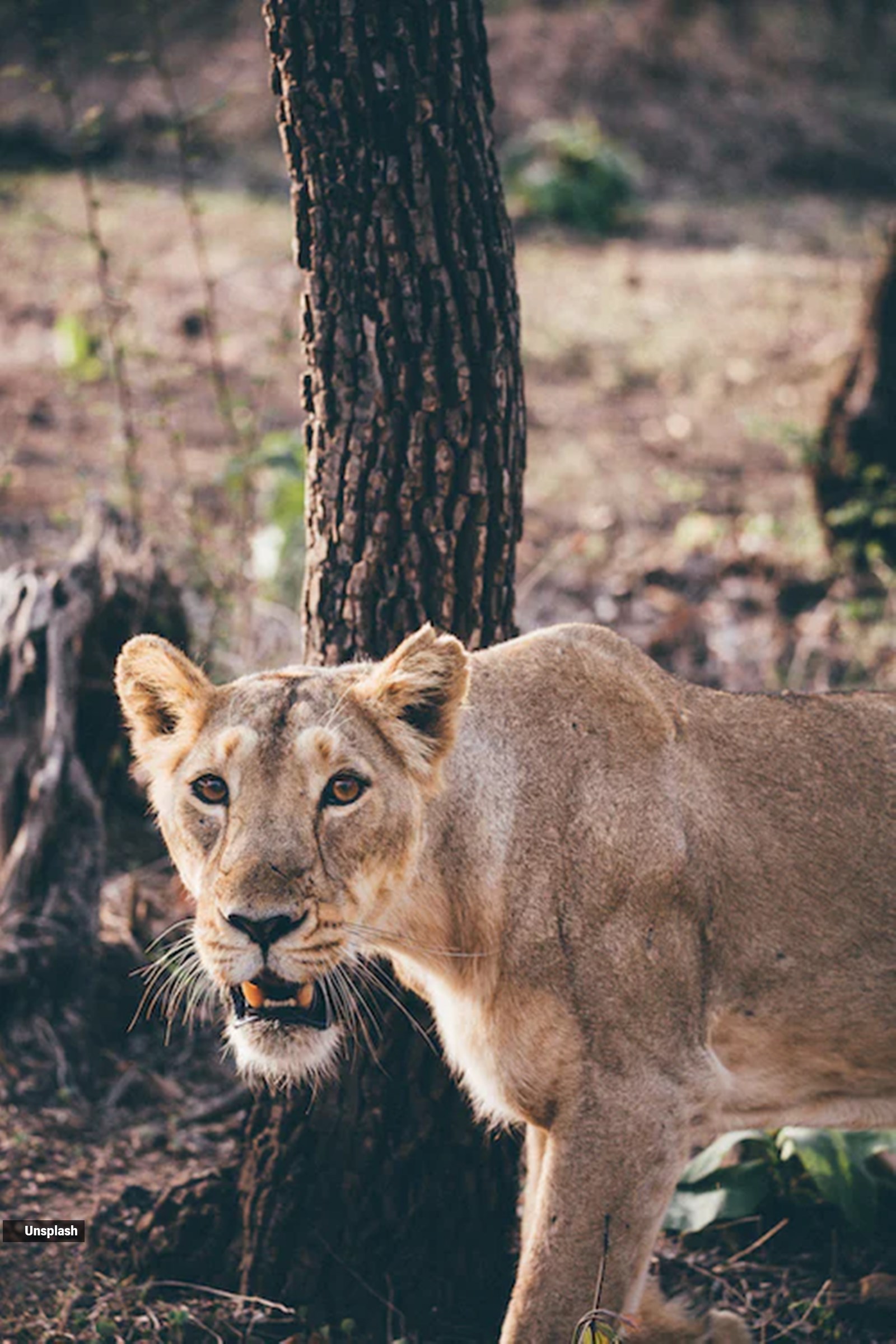 Lion Safari Siliguri,West Bengal Lion Safari