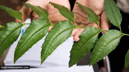 neem tree leaves