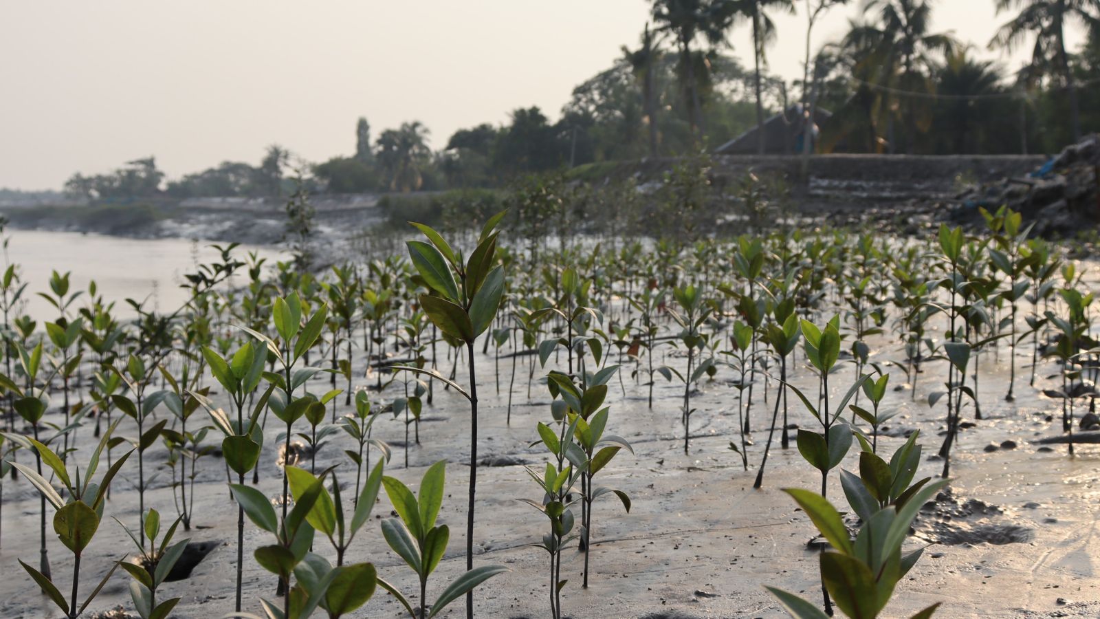 How mothers built a forest in world’s largest delta | India News - The ...