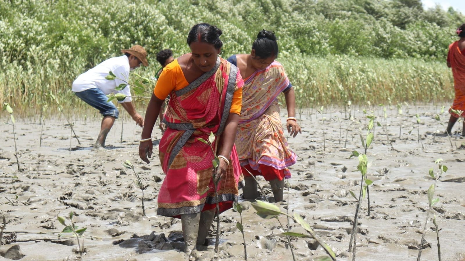 Members of the Mangrove Army collect mangrove seeds, which come bobbing in the water from faraway forests, who gather them in mounds to sprout and then plant them. Umashankar Mandal