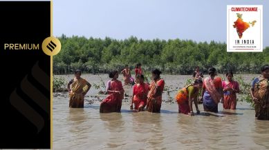 Members of the Mangrove Army collect mangrove seeds, which come bobbing in the water from faraway forests, who gather them in mounds to sprout and then plant them. (Express photo by Umashankar Mandal)