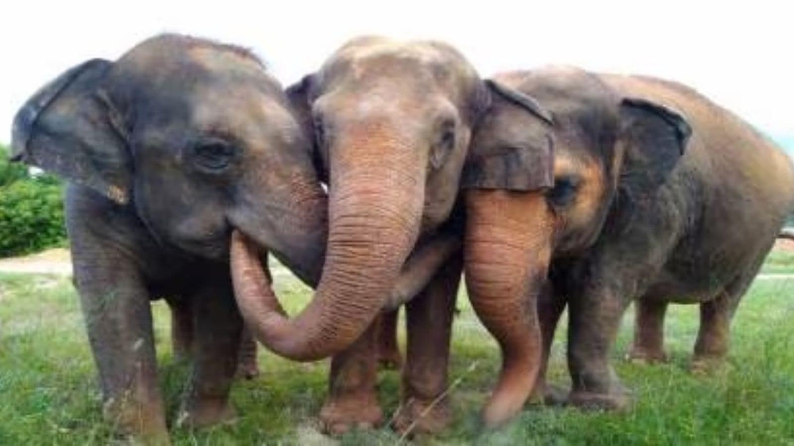 three baby elephants