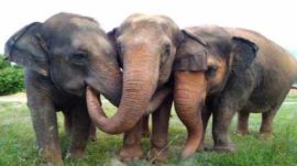 three baby elephants