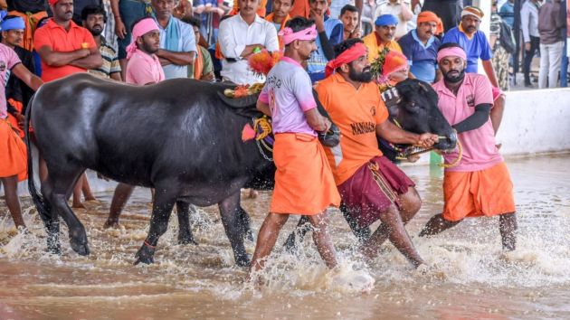 Fast and furious: Inside Bengaluru’s maiden Kambala race | India News ...