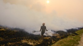 punjab farm fires paddy harvesting