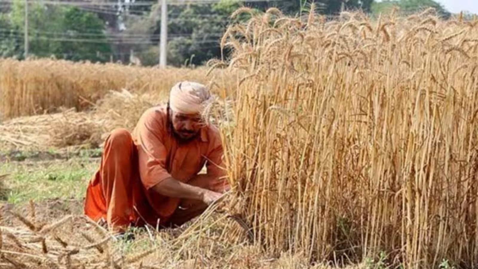 punjab farmers