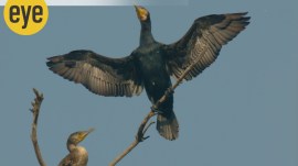Yamuna Biodiversity Park, Professor CR Babu, Delhi biodiversity parks, Environmental restoration in Delhi, Deep water body at Yamuna Biodiversity Park, Birdwatching at Yamuna Biodiversity Park, Observing bird species