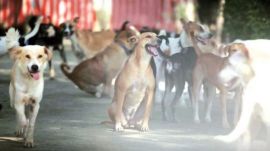 stray dogs in Chandigarh
