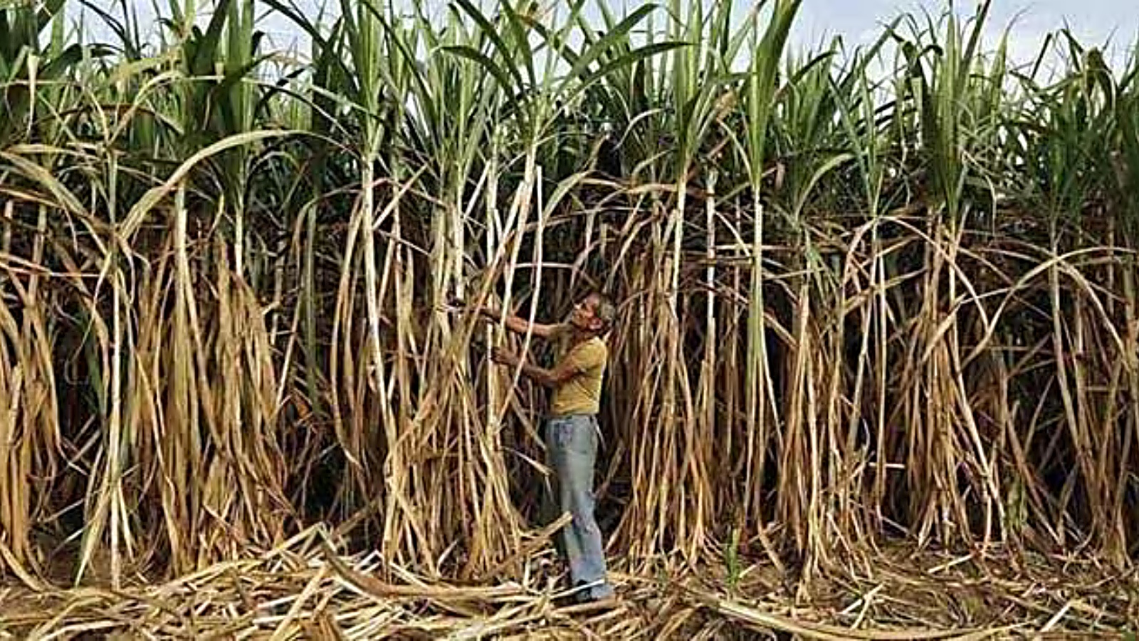 india-s-sugar-sector-upbeat-as-maharashtra-karnataka-report-increase