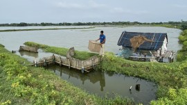 sundarbans sundarbans shrimp farming