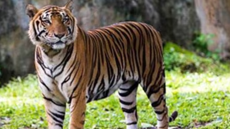 Annual tiger census,, tigers in Sunderbans, tiger population, tigers in india, chetah, lion, indian express news