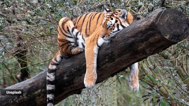 tiger safari
