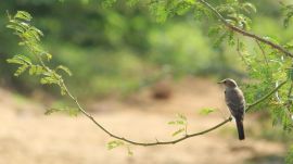 wildlife karnataka wildlife