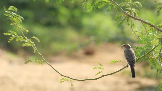 karnataka wildlife