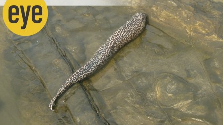 A leopard or laced moray eel