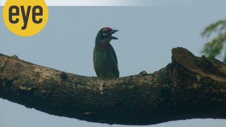 A coppersmith barbet