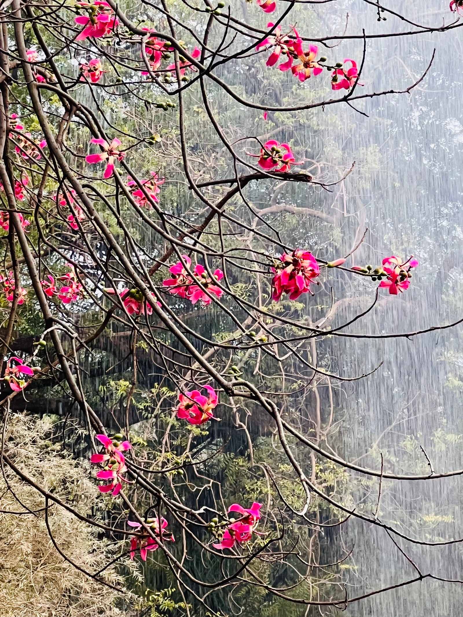 A silk floss tree in full bloom in Lodhi Gardens