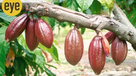 Craft chocolate India, Indian artisanal chocolate