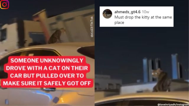 Cat rides a car sitting on top in Riyadh.