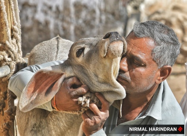 CowHugDay, ahmedabad, indian express