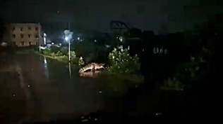 crocodile, chennai rain, cyclone, indian express