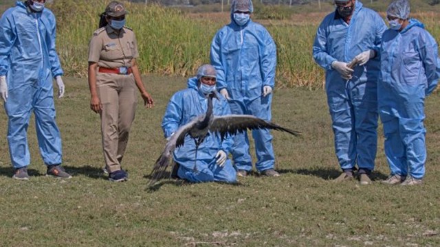 Shift towards cotton could affect winter habitat of common, demoiselle cranes: Study
