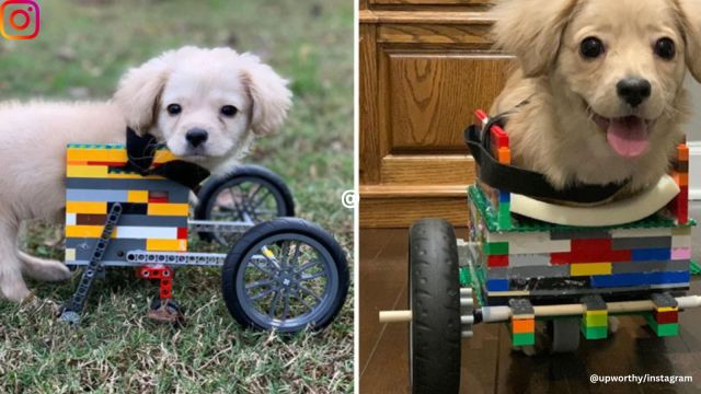 Disabled puppy gets a lego wheelchair.