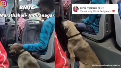 Dog enjoys bus ride.