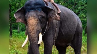 arjuna elephant