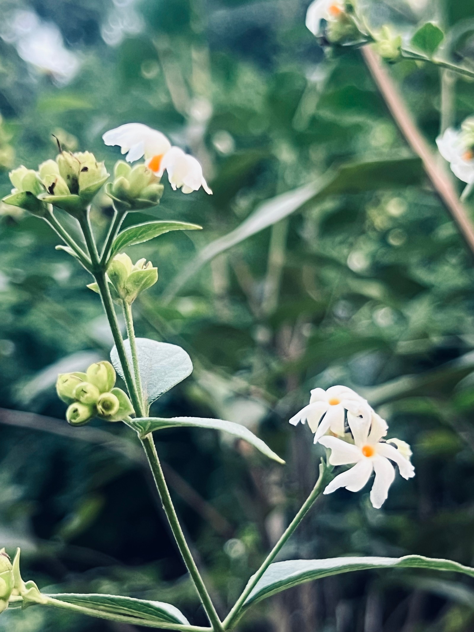 Harsingaar, Parijat white flowers with ornage stems