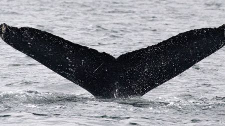 A picture of a humpback whale's tail.