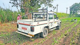 Gir forest power distribution line, rajkot, Gir forest, Gir National Park and Wildlife Sanctuary (GNPWLS), Ahmedabad news, Gujarat news, India news, Indian express, Indian express India news, Indian express India