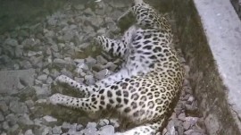 Leopard dead Leopard dead