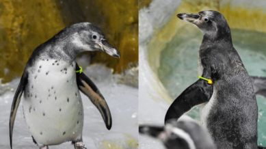 Mumbai No takers yet for Byculla zoo’s penguin exchange programme