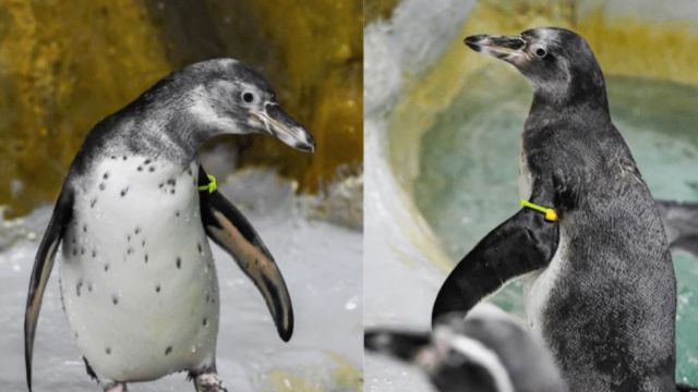 Mumbai No takers yet for Byculla zoo’s penguin exchange programme