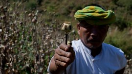 myanmar opium production