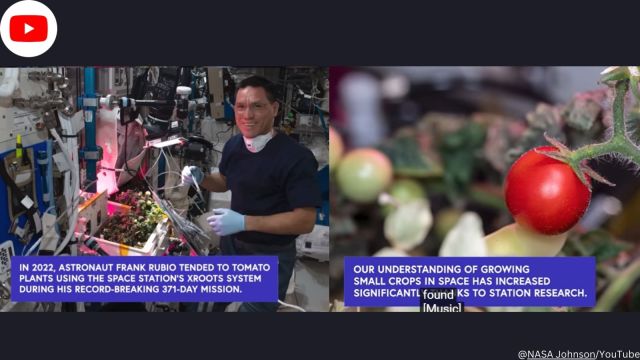 NASA solves mystery of missing tomatoes aboard International Space Station