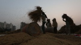 ‘Export of basmati rice could be affected by Red Sea attacks’