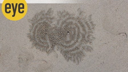 Spiral pattern made by a sand bubbler crab