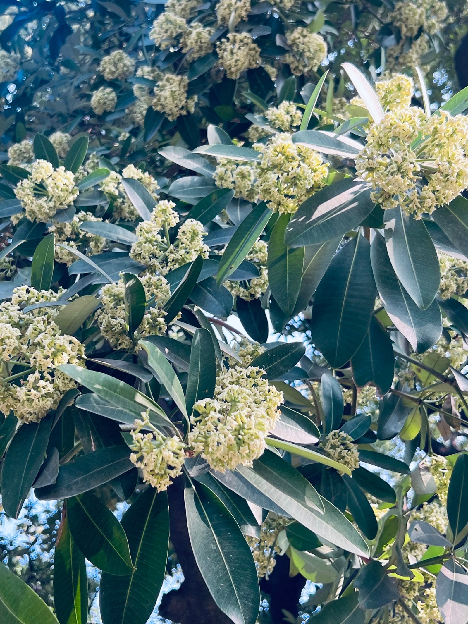 Saptaparni fragrant blooms