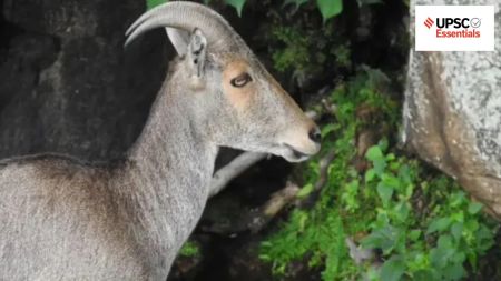 UPSC Essentials | Daily subject-wise quiz — Environment, Geography, Science and Technology (Week 35)