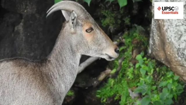 UPSC Essentials | Daily subject-wise quiz — Environment, Geography, Science and Technology (Week 35)